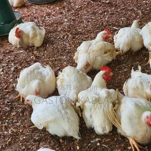 Fresh Healthy Broilers for Sale