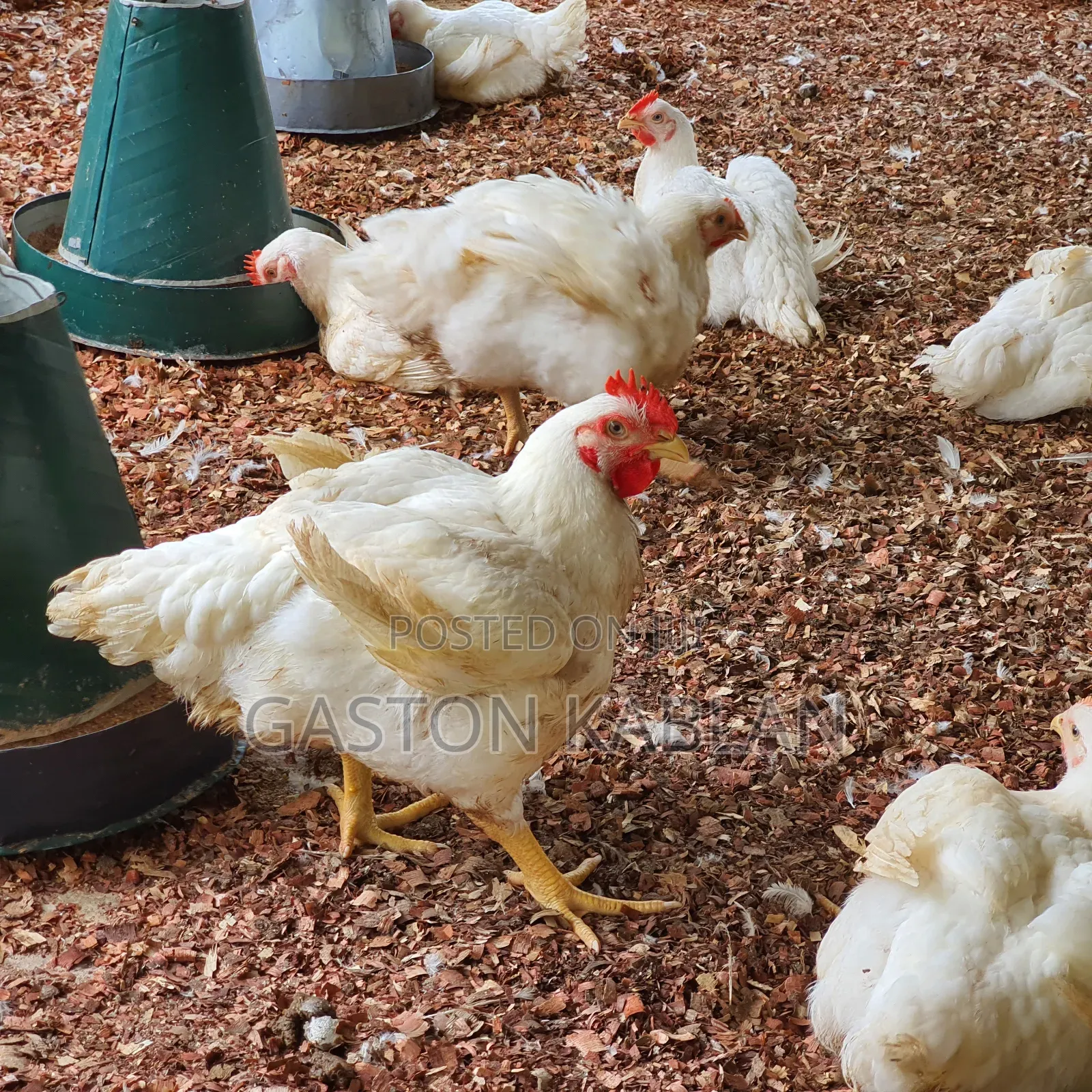 Fresh Healthy Broilers for Sale