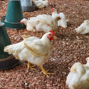 Fresh Healthy Broilers for Sale
