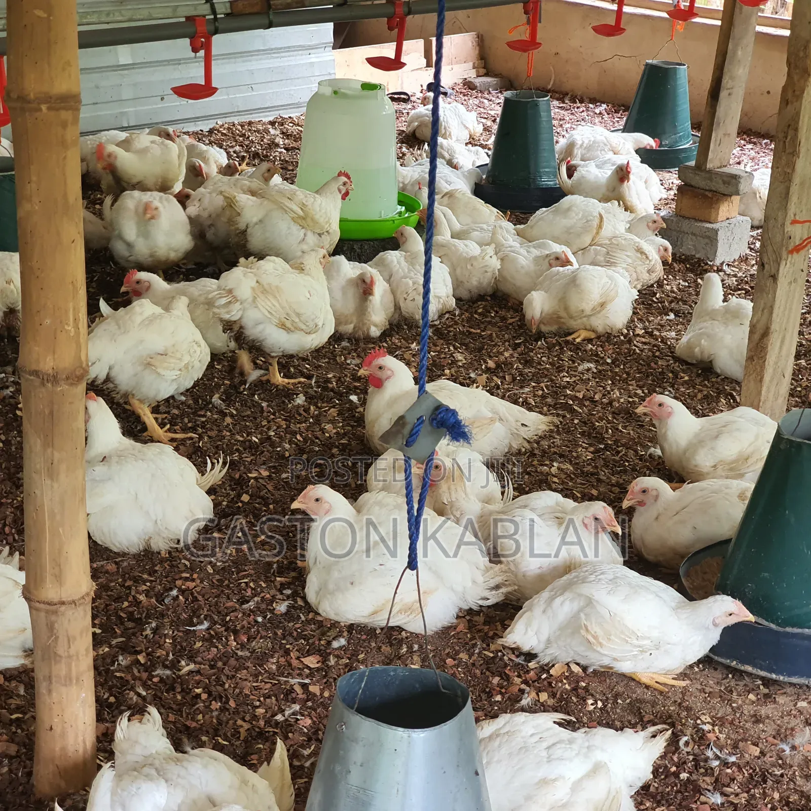 Fresh Healthy Broilers for Sale
