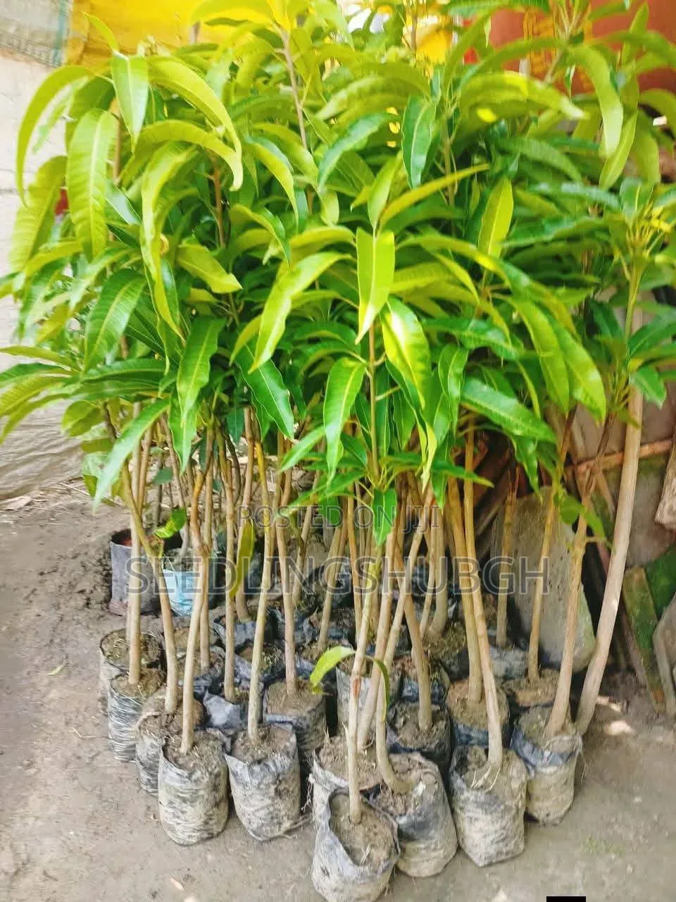 Exotic Apple Mango Seedlings Affordable