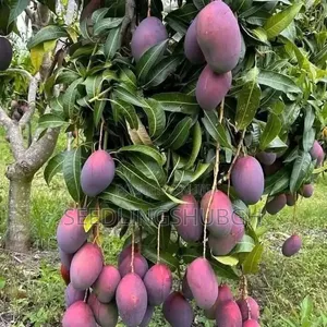 Exotic Apple Mango Seedlings Affordable