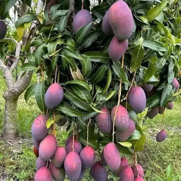 Exotic Apple Mango Seedlings Affordable