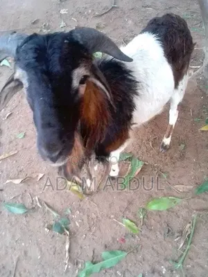 Tizaabuni Mbala