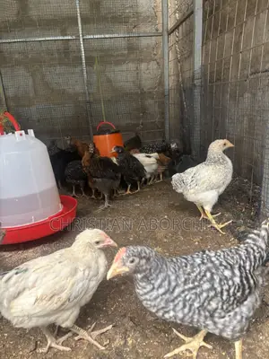 4-5 Weeks Sasso , Hyaline Brown , Noiler and Krouiler Layers for Sale