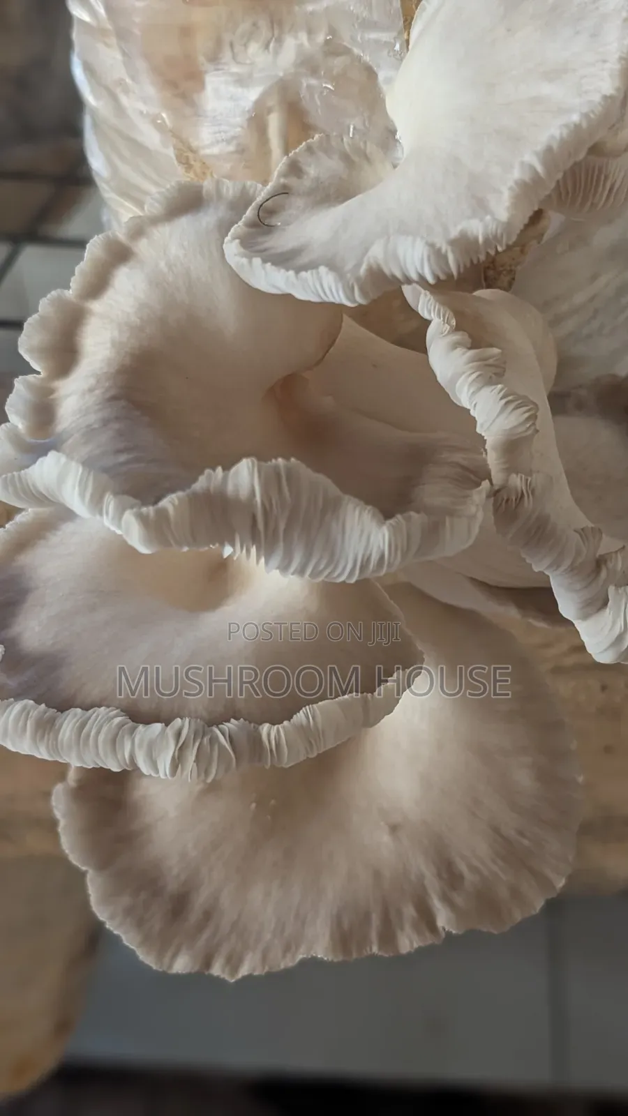 Organic Oyster Mushrooms For Sale ( Both Fresh And Dried)