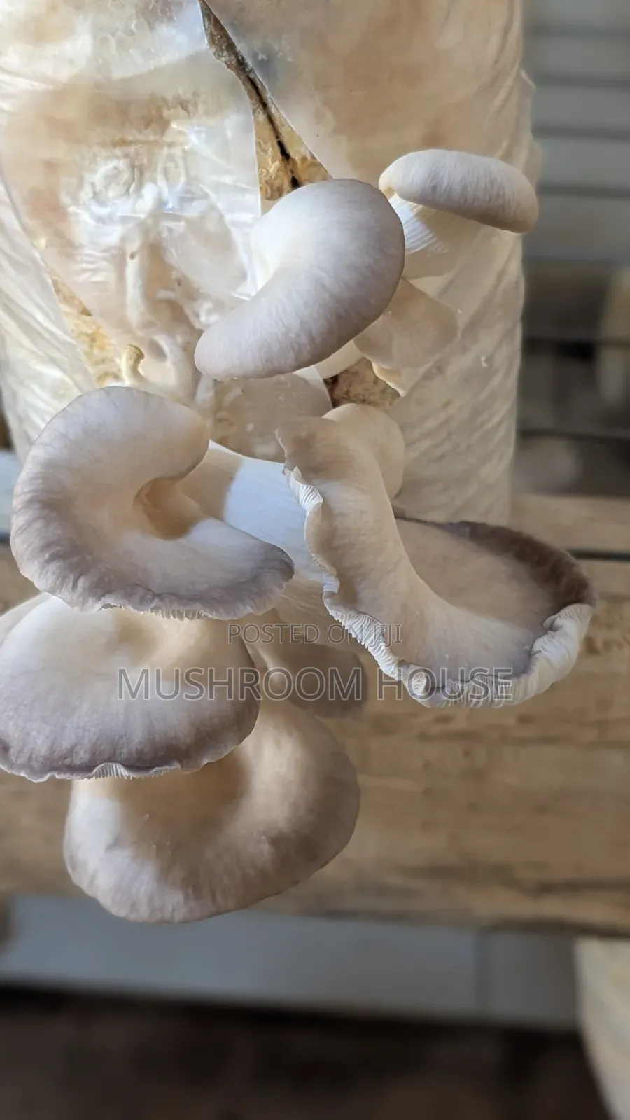 Organic Oyster Mushrooms For Sale ( Both Fresh And Dried)