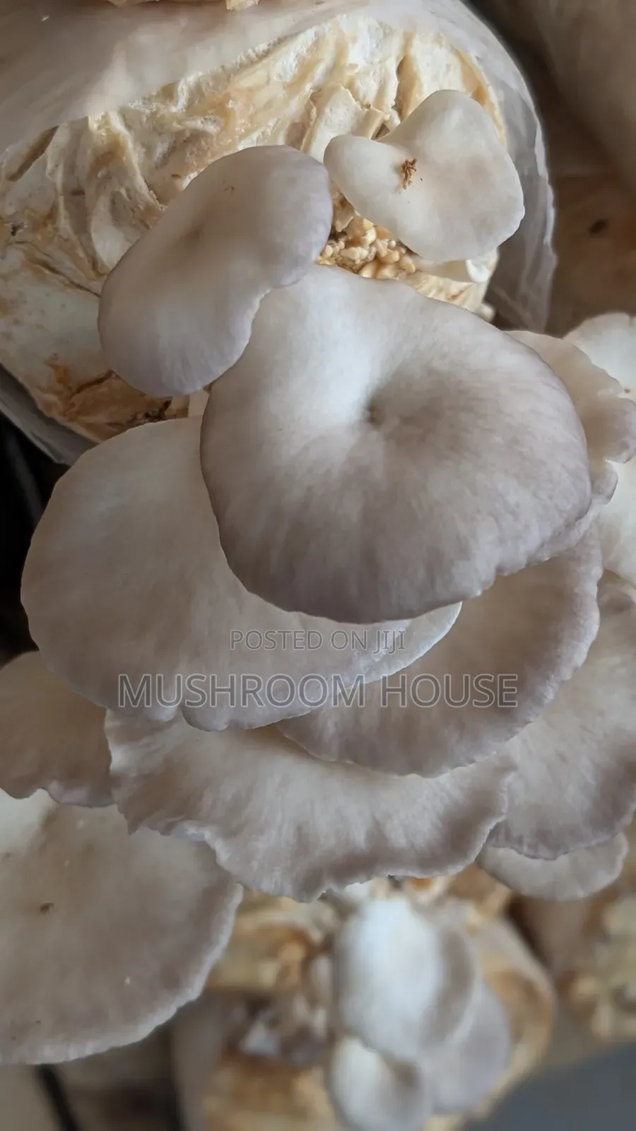 Organic Oyster Mushrooms For Sale ( Both Fresh And Dried)