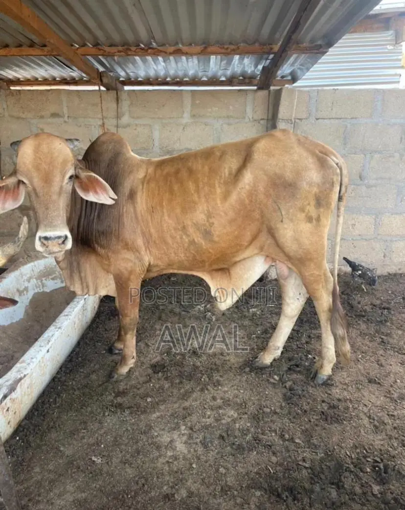 Gudali Cow