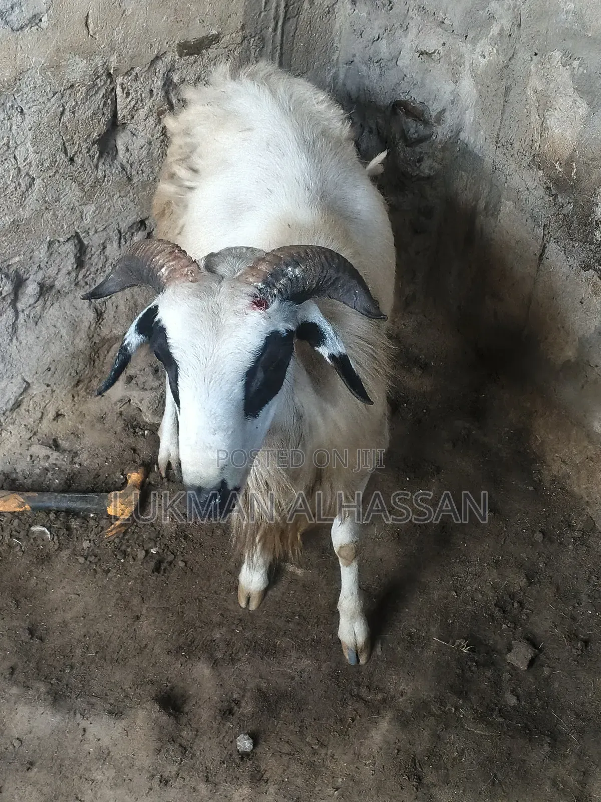 Sheep for Sale