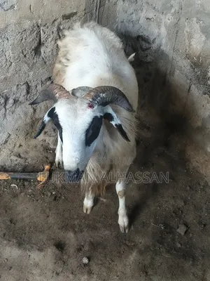 Sheep for Sale