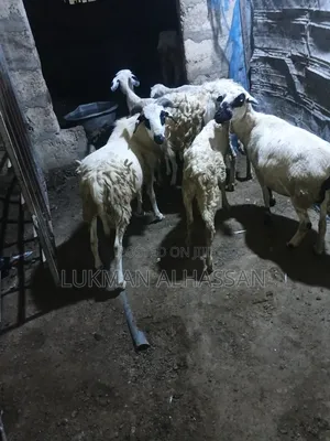 Sheep for Sale