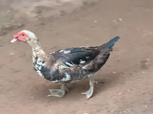 Matured Ducks