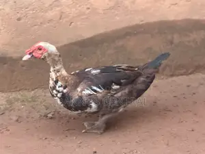 Matured Ducks