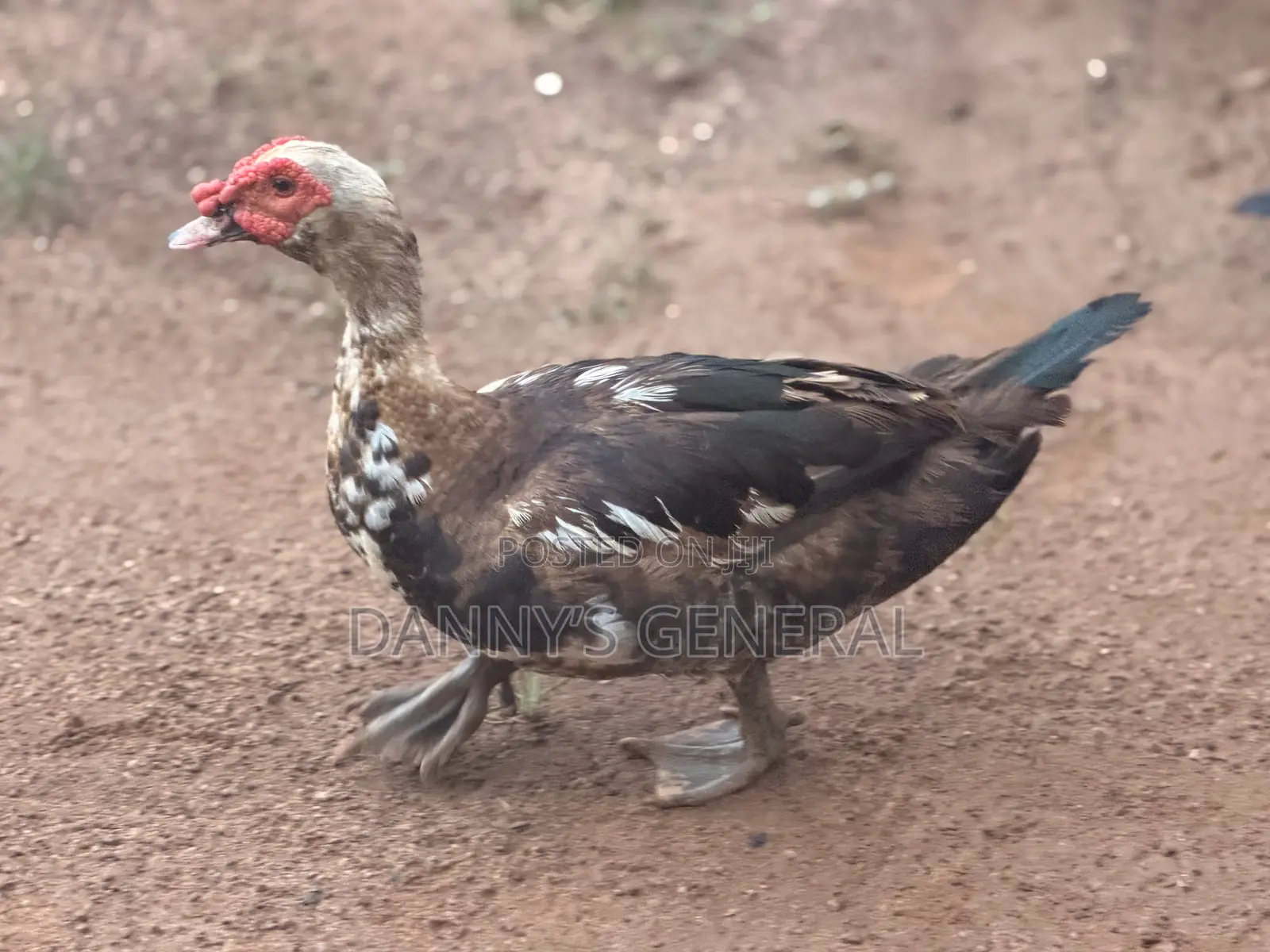 Matured Ducks