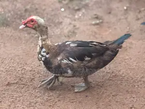 Matured Ducks