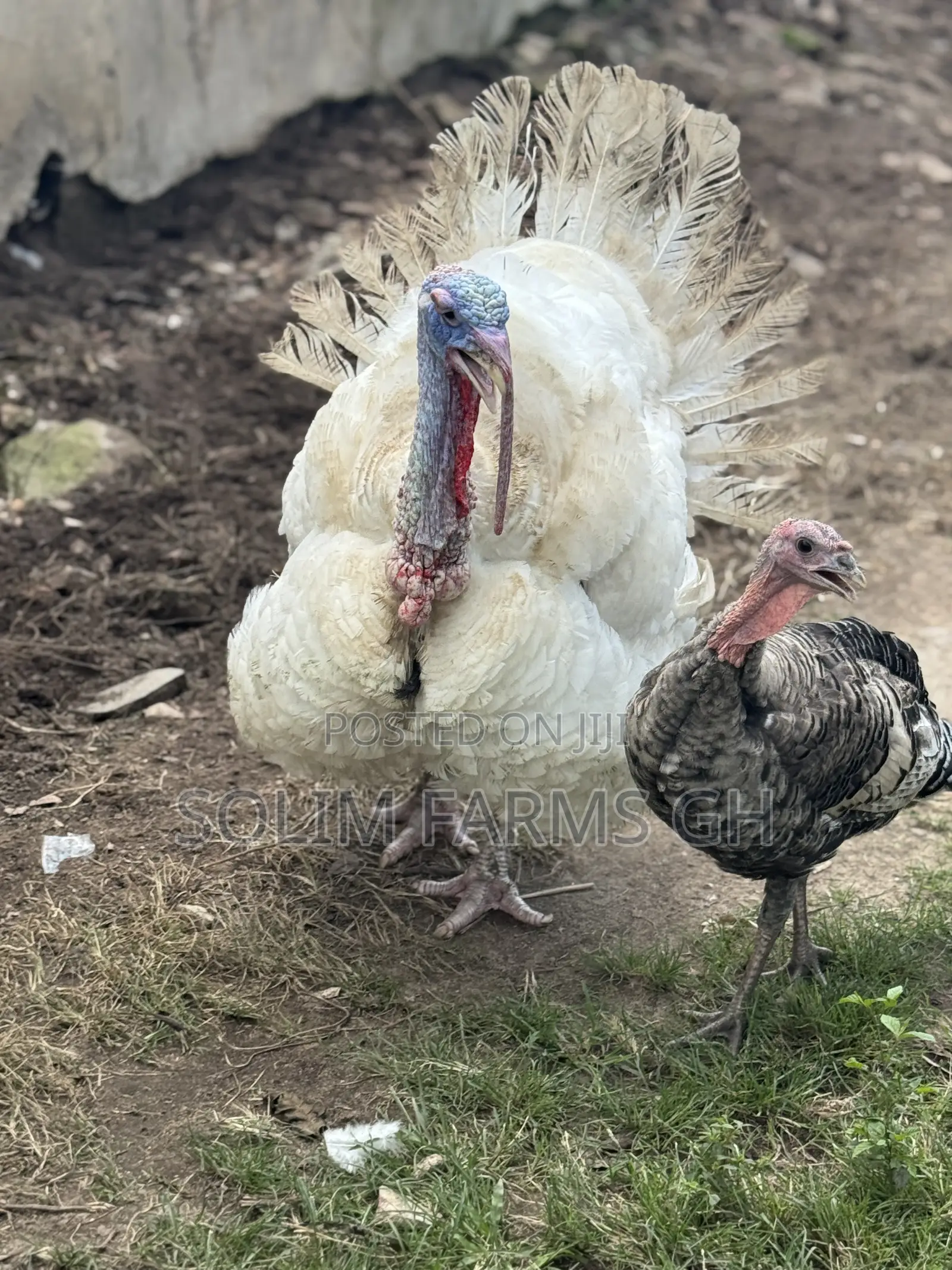 Matured Male Turkey for Sale