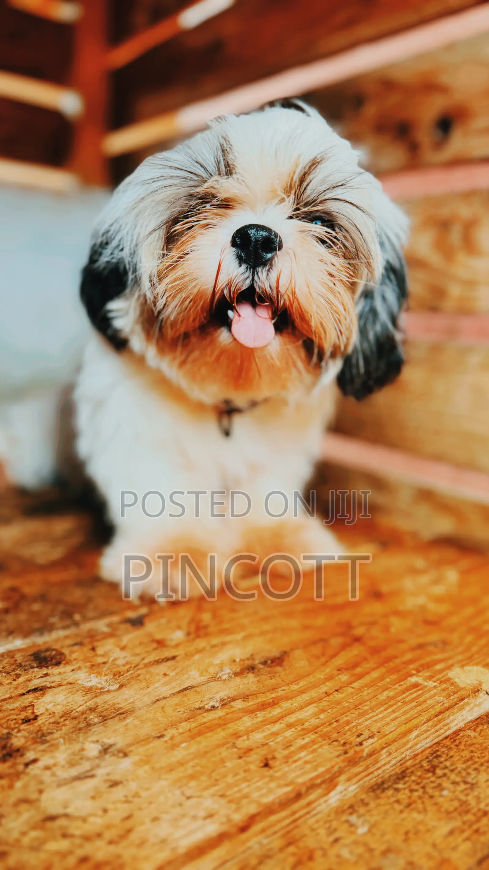 3-6 months Female Purebred Shih Tzu