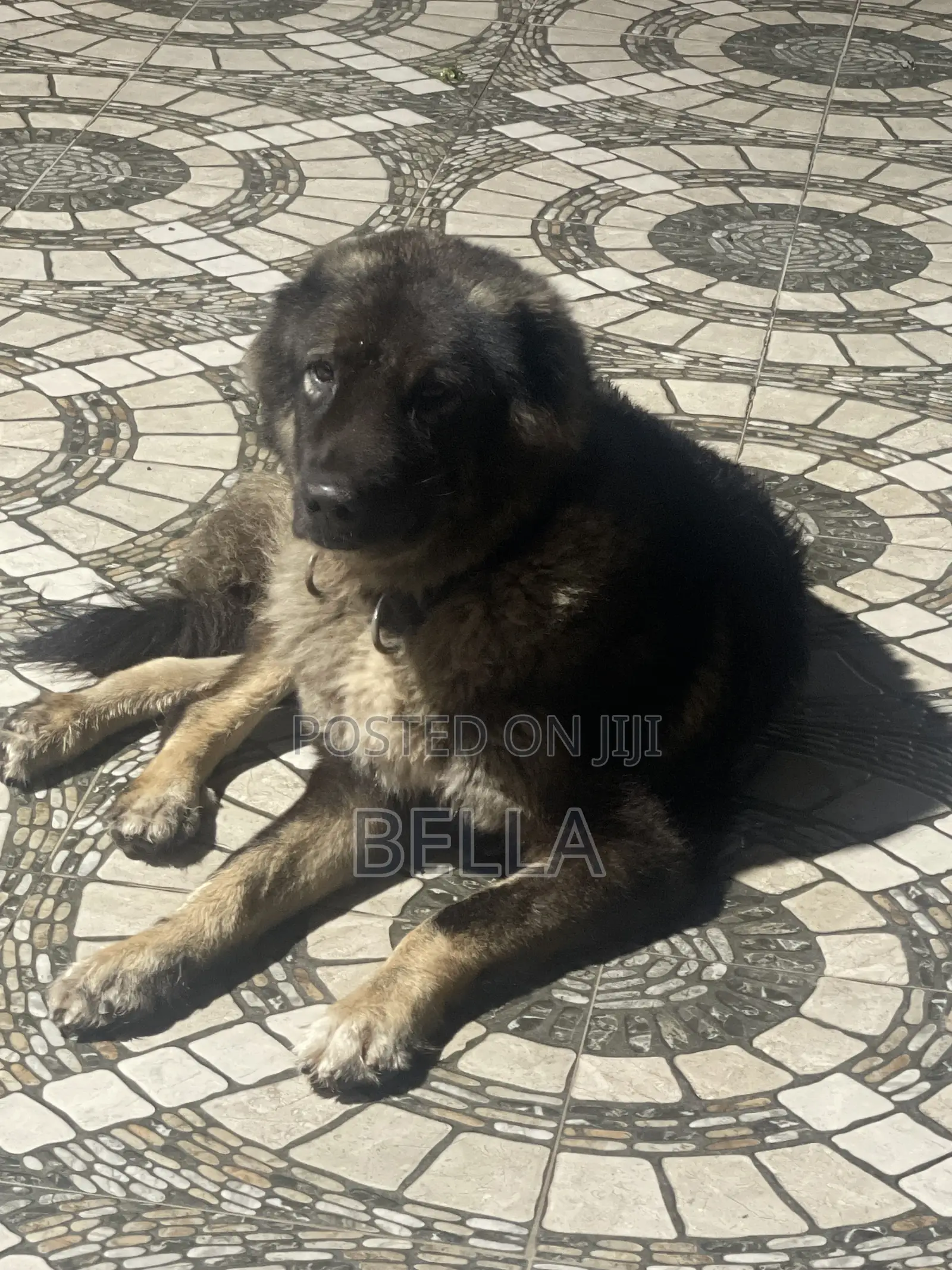1+ year Female Purebred Caucasian Shepherd