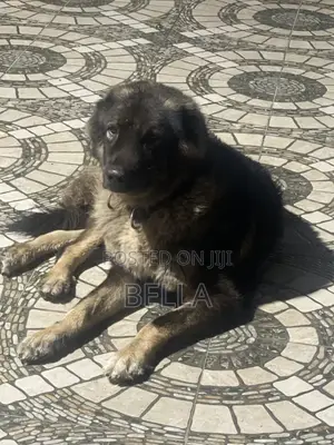 1+ year Female Purebred Caucasian Shepherd