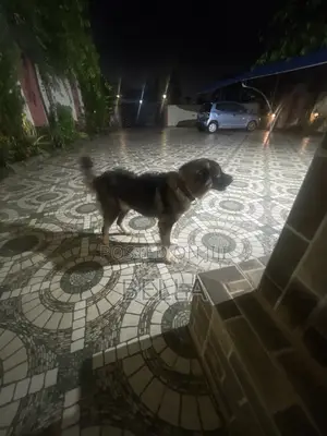 1+ year Female Purebred Caucasian Shepherd