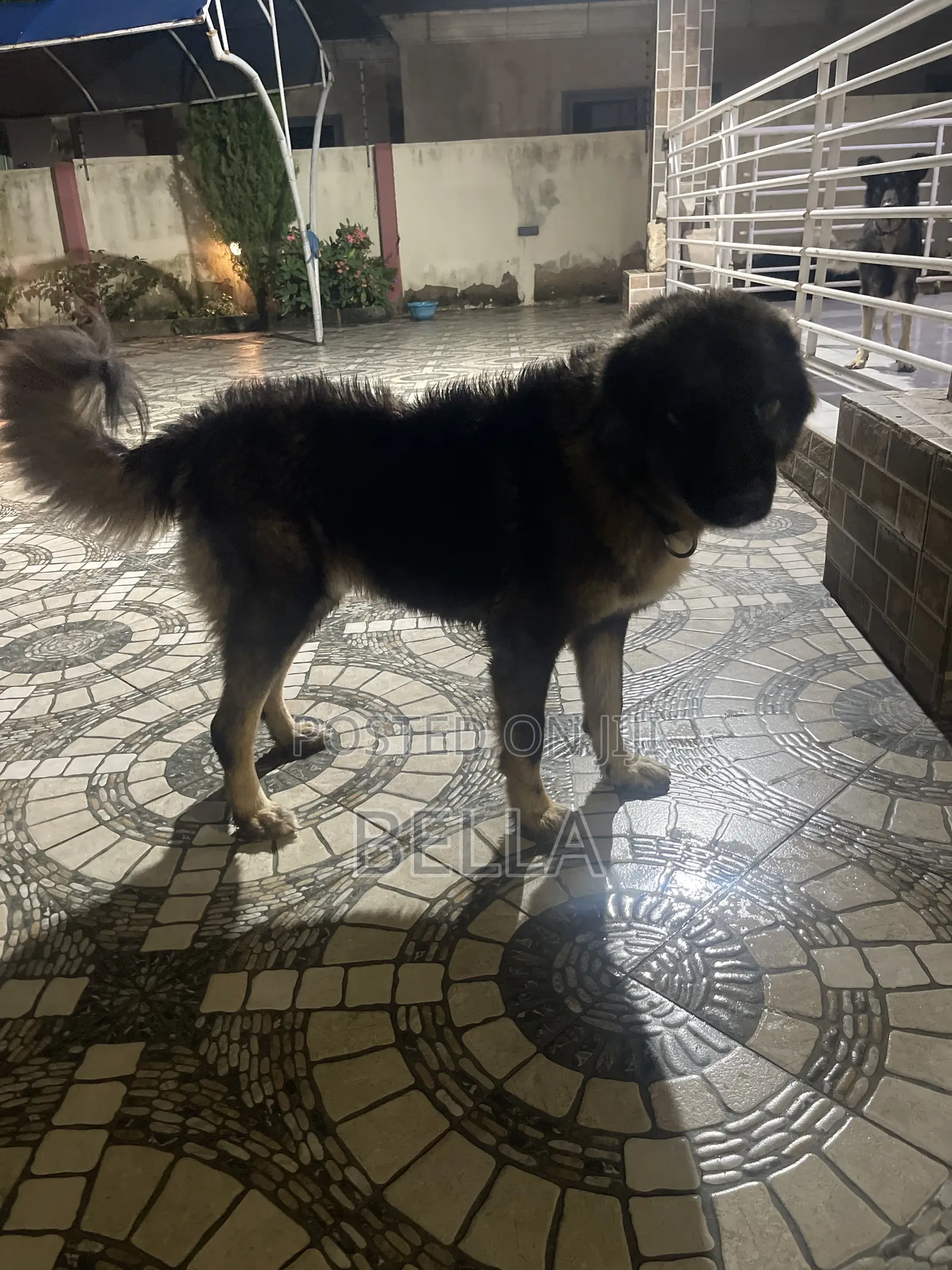 1+ year Female Purebred Caucasian Shepherd
