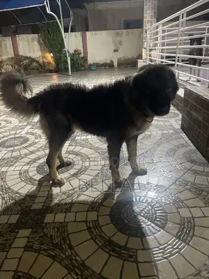 1+ year Female Purebred Caucasian Shepherd