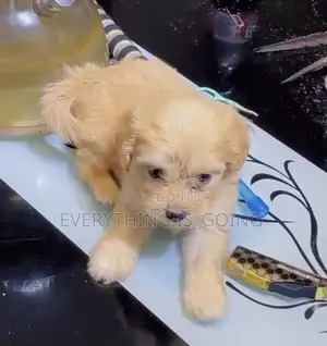 1-3 months Female Purebred Poodle