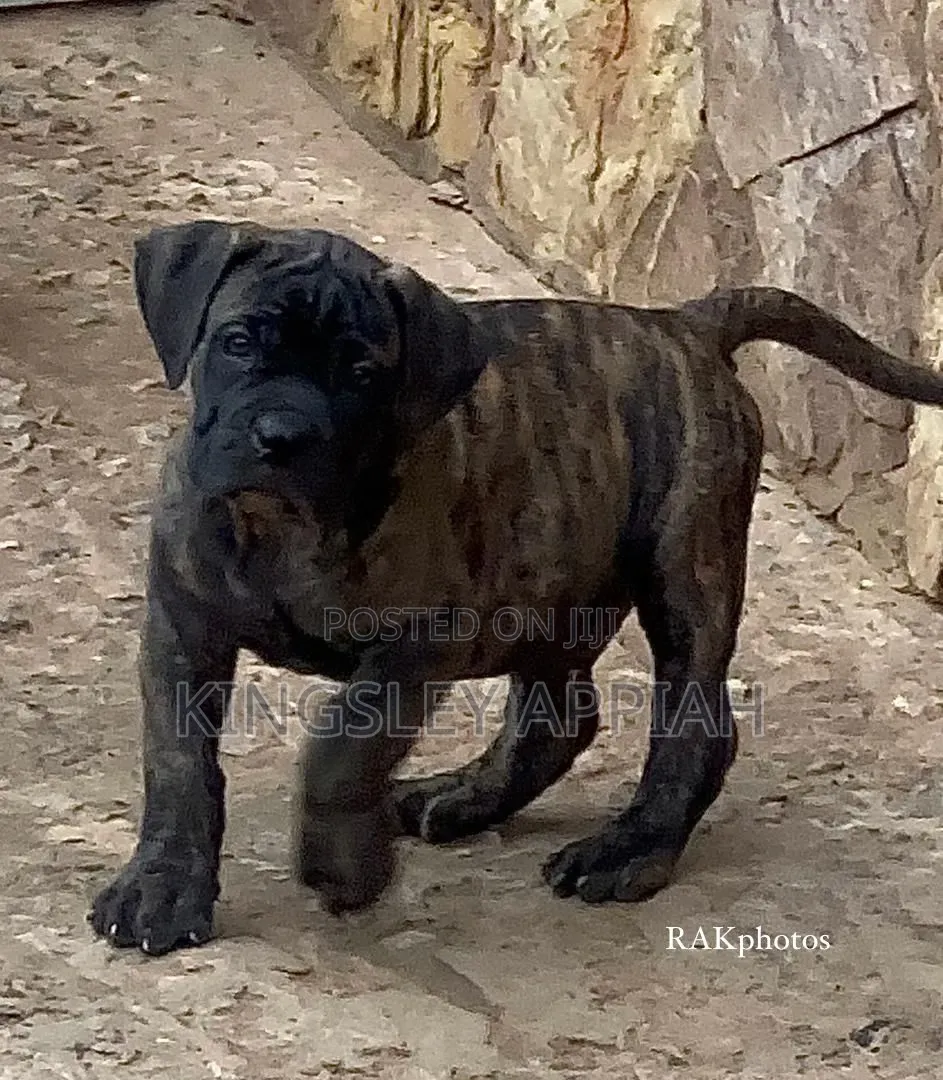 1-3 months Male Purebred Boerboel