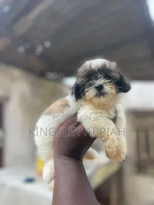 1-3 months Female Purebred Poodle