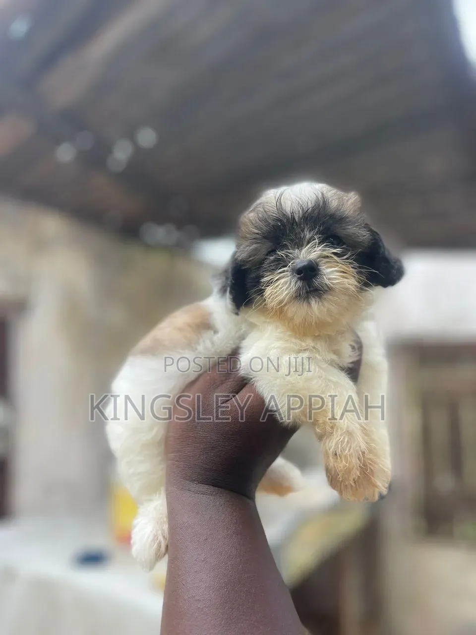 1-3 months Female Purebred Poodle