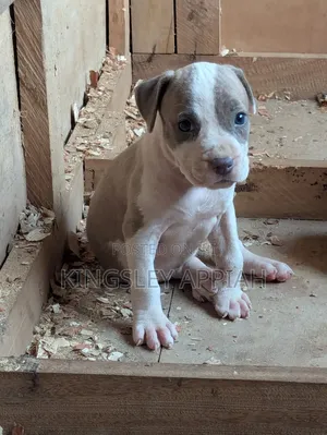 1-3 months Male Purebred American Pit Bull Terrier