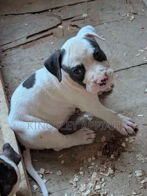 1-3 months Male Purebred American Pit Bull Terrier