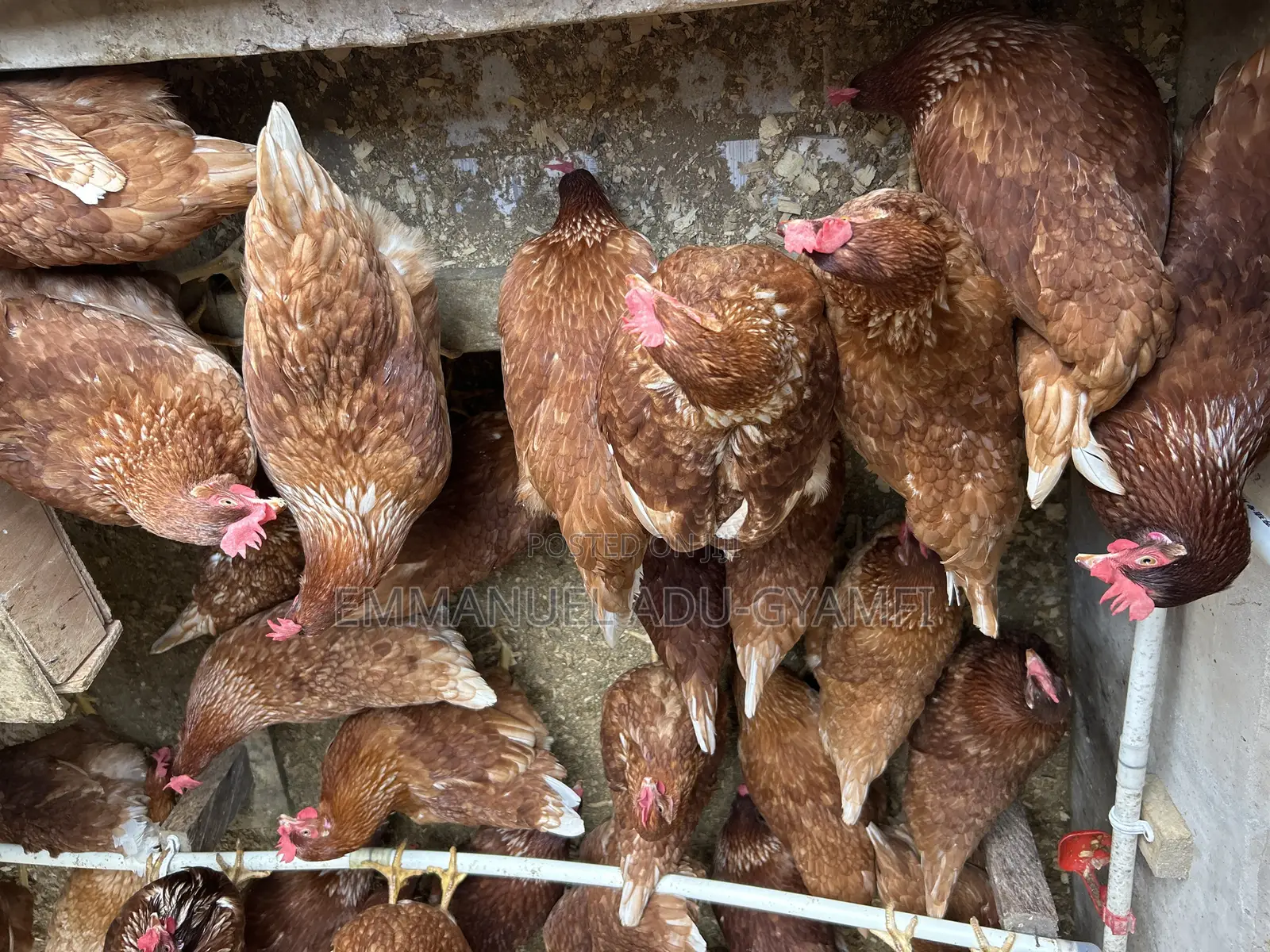 Brown Layer Birds