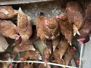 Brown Layer Birds