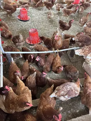 Brown Layer Birds