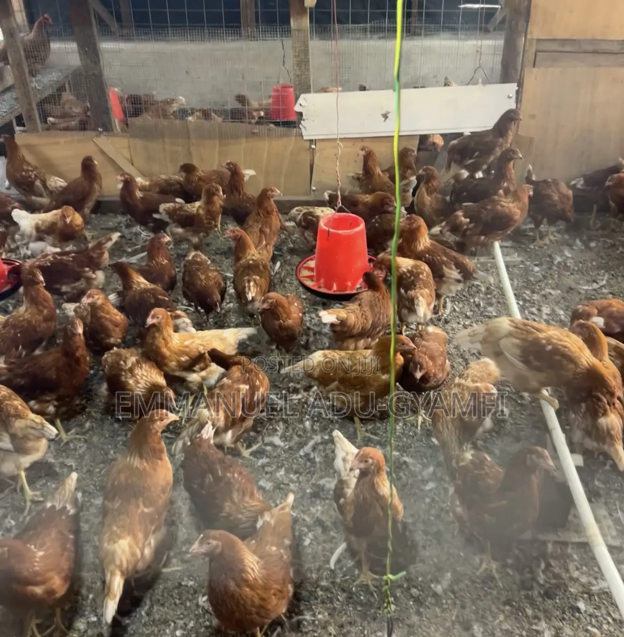 Brown Layer Birds