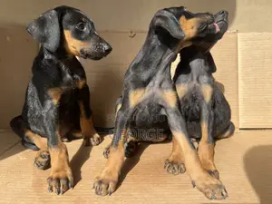 1-3 months Female Purebred Doberman Pinscher