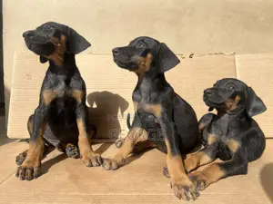 1-3 months Female Purebred Doberman Pinscher
