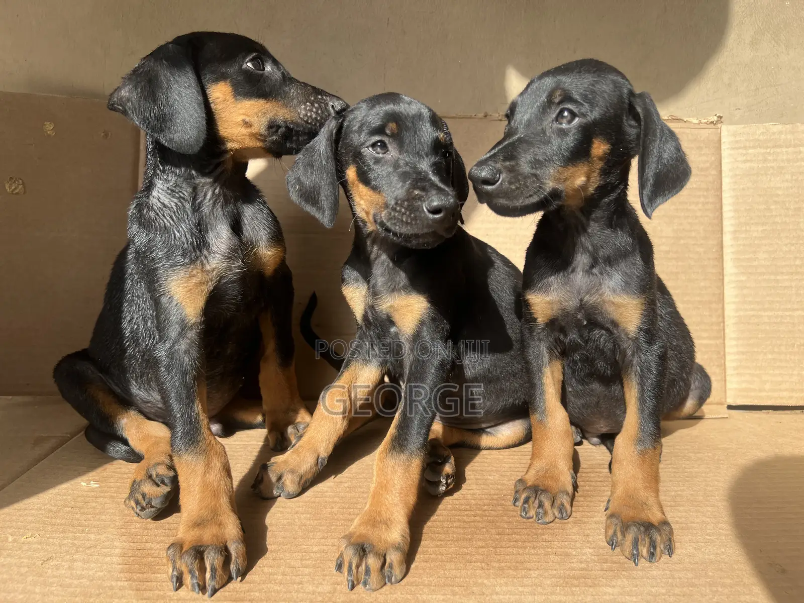 1-3 months Female Purebred Doberman Pinscher