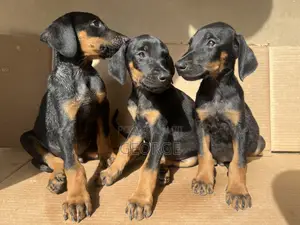 1-3 months Female Purebred Doberman Pinscher
