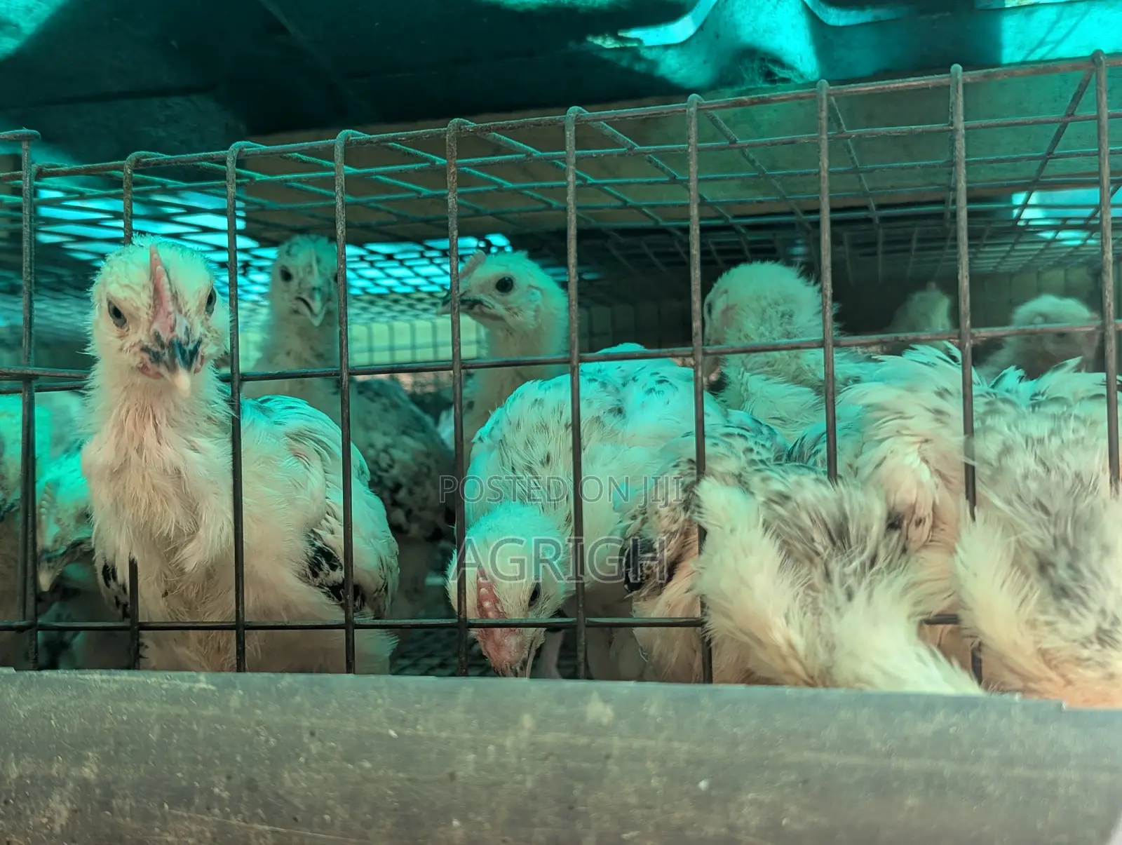 4 Week Old Light Sussex Chickens. Out of Brooder, Vaccinated.