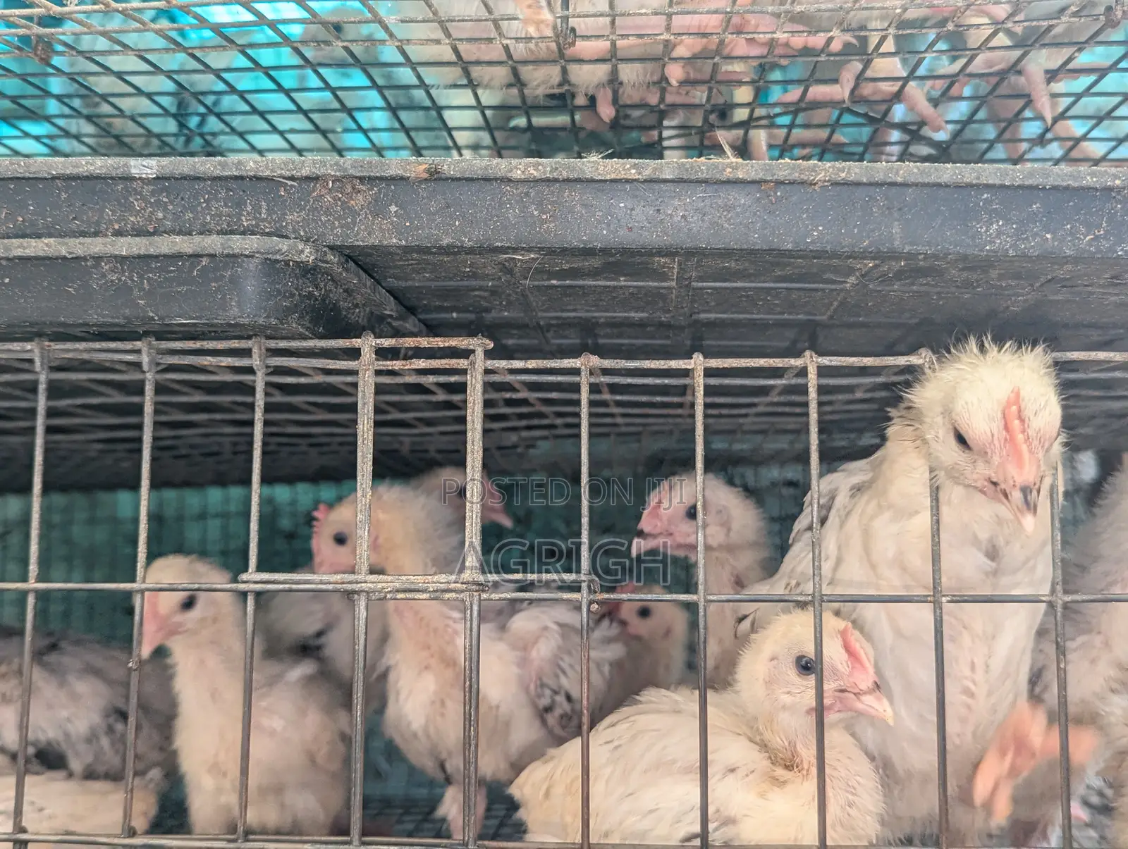 4 Week Old Light Sussex Chickens. Out of Brooder, Vaccinated.