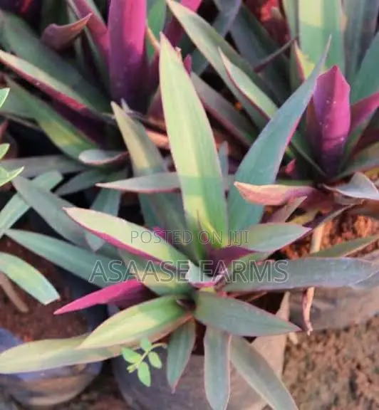 Oyster Plant or Boat Lily.