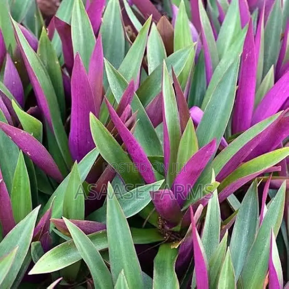 Oyster Plant or Boat Lily.