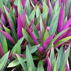Oyster Plant or Boat Lily.