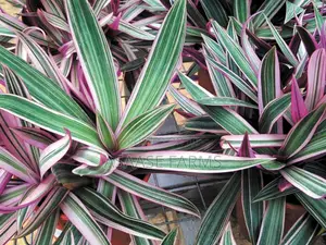 Oyster Plant or Boat Lily.