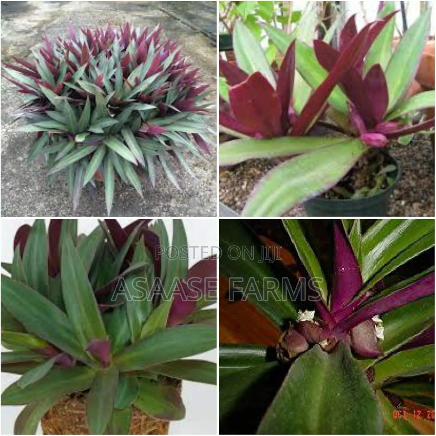 Oyster Plant or Boat Lily.