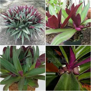 Oyster Plant or Boat Lily.