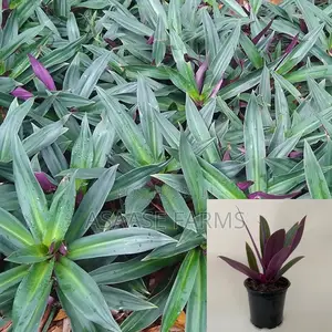 Oyster Plant or Boat Lily.
